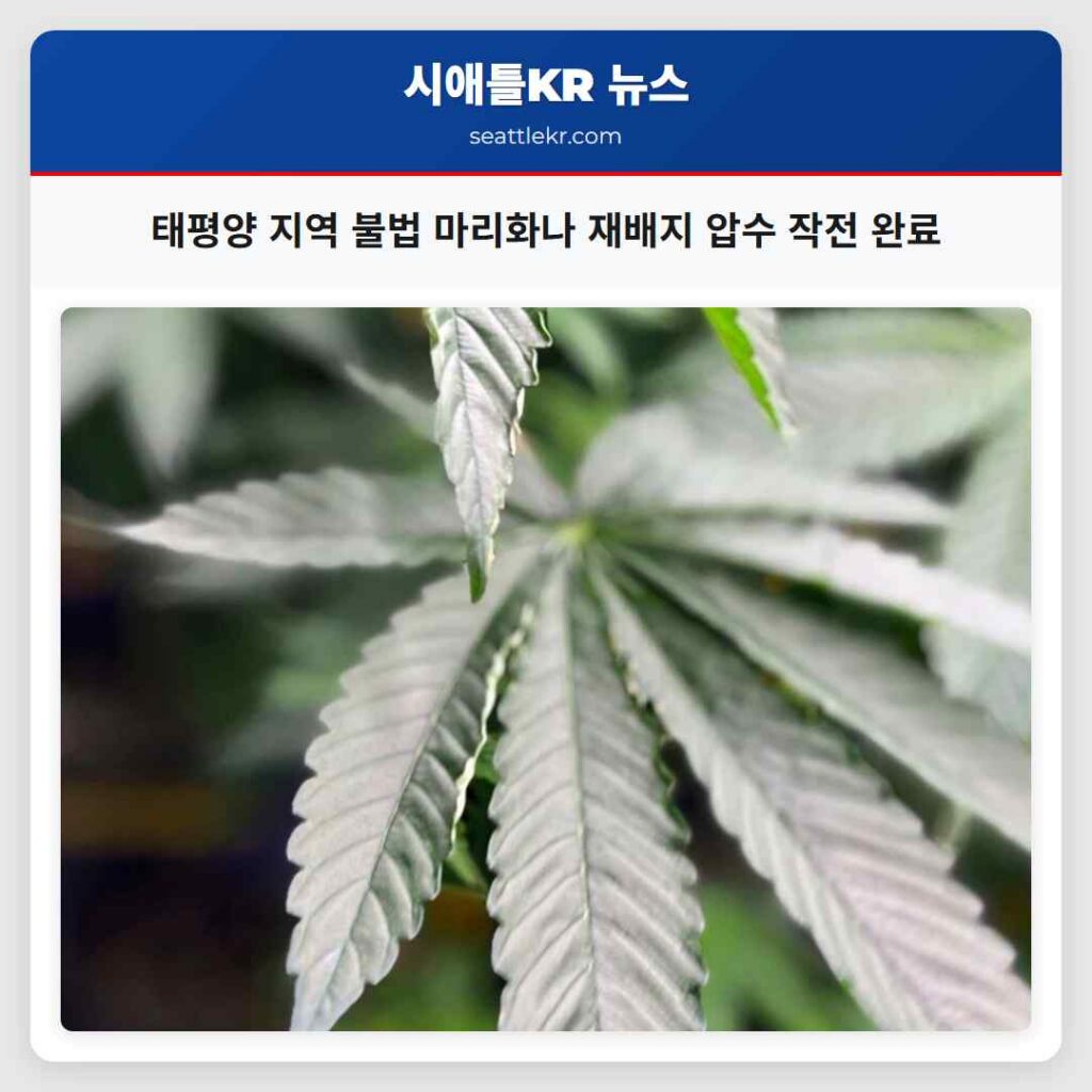 태평양 지역 불법 마리화나 재배지 압수 작전 완료