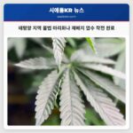 태평양 지역 불법 마리화나 재배지 압수 작전 완료