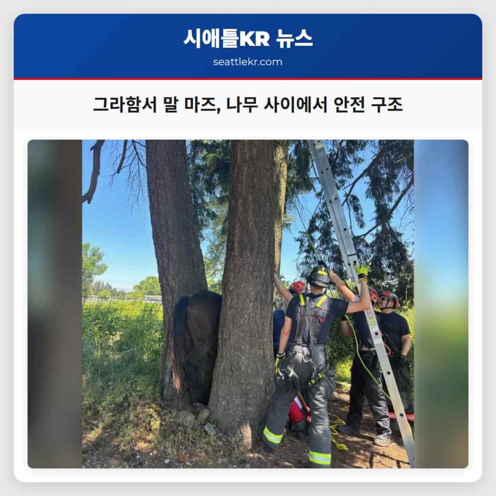 그라함서 말 마즈, 나무 사이에서 안전 구조