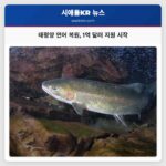 태평양 연어 복원 1억 달러 지원 시작
