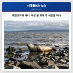 해양코끼리 베니 부상 끝 회복 후 세상을 떠나