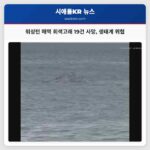 워싱턴 해역 회색고래 19건 사망 생태계 위협