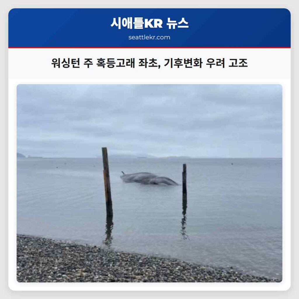 워싱턴 주 혹등고래 좌초, 기후변화 우려 고조