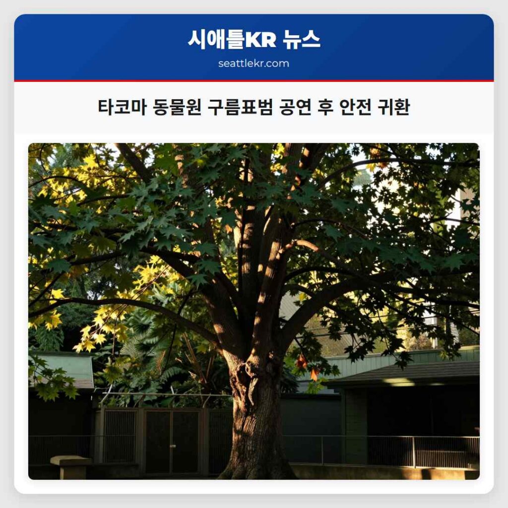 타코마 동물원 구름표범 공연 후 안전 귀환