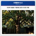 타코마 동물원 구름표범 공연 후 안전 귀환
