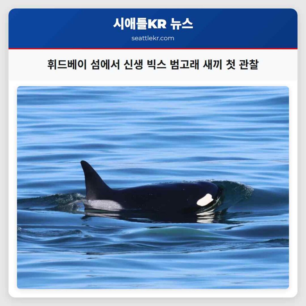 휘드베이 섬에서 신생 빅스 범고래 새끼 첫 관찰
