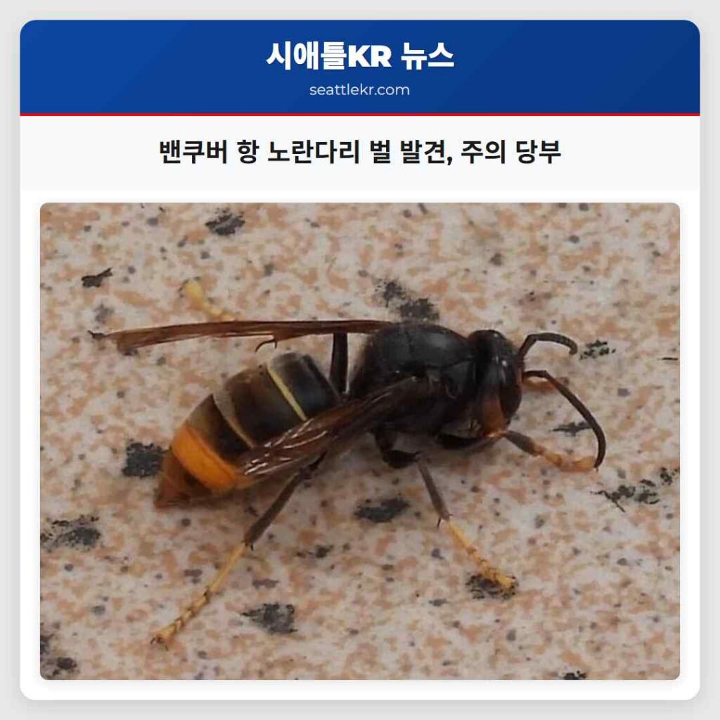밴쿠버 항 노란다리 벌 발견, 주의 당부