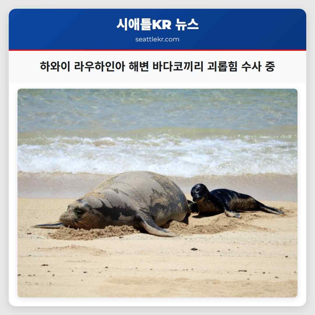 하와이 라우하인아 해변 바다코끼리 괴롭힘 수사 중