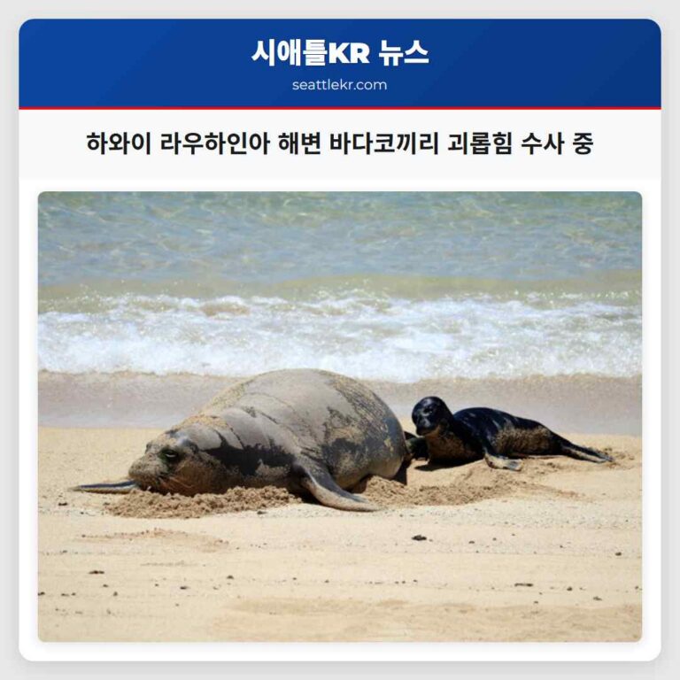 하와이 라우하인아 해변 바다코끼리 괴롭힘 수사 중