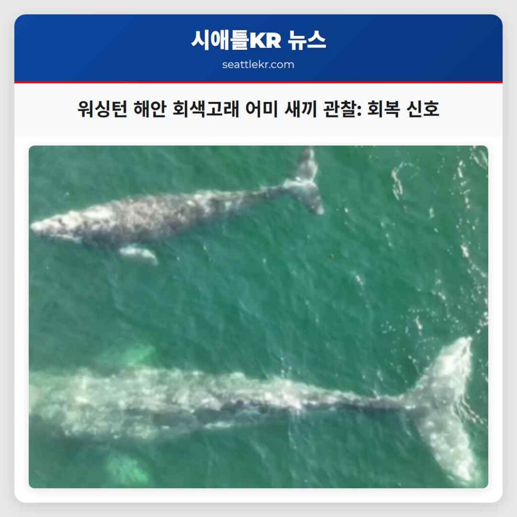 워싱턴 해안 회색고래 어미 새끼 관찰: 회복 신호
