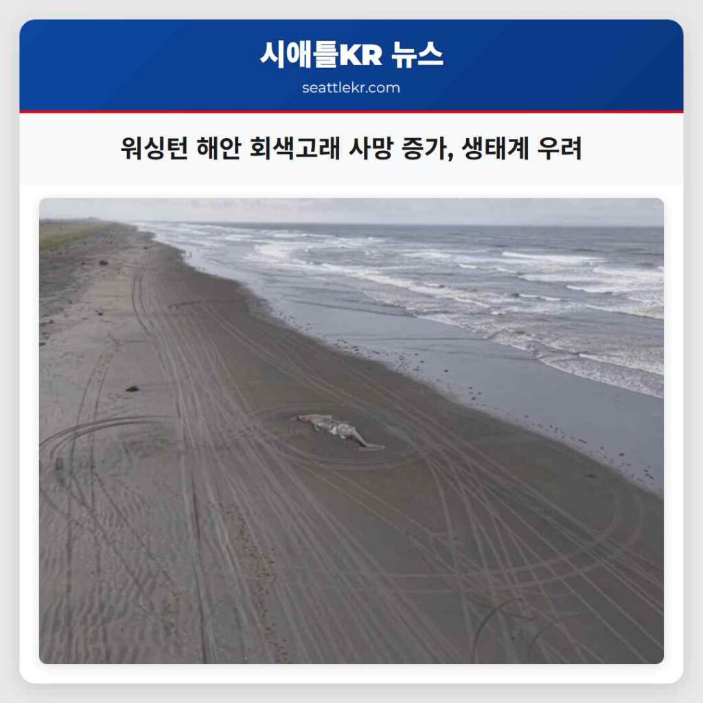 워싱턴 해안 회색고래 사망 증가, 생태계 우려