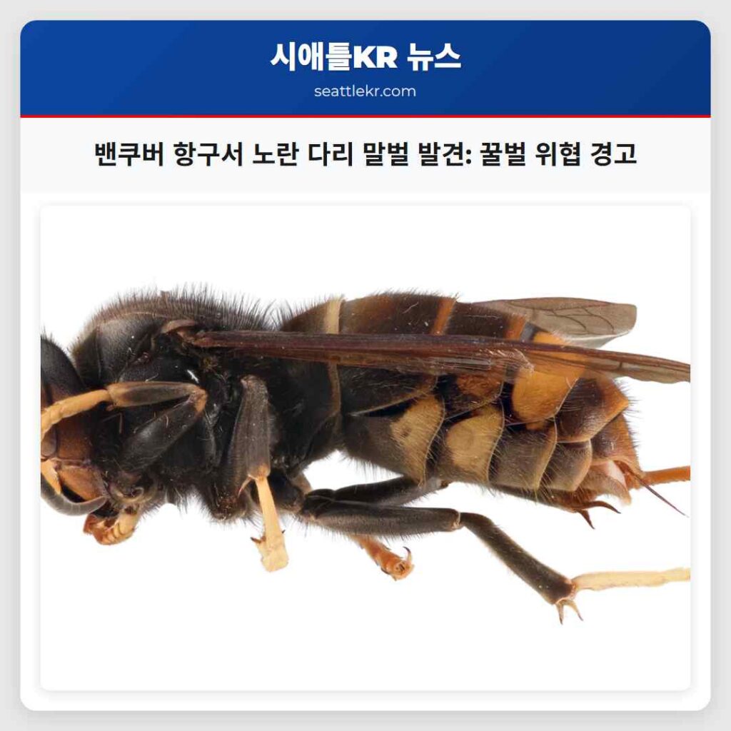 밴쿠버 항구서 노란 다리 말벌 발견: 꿀벌 위협 경고