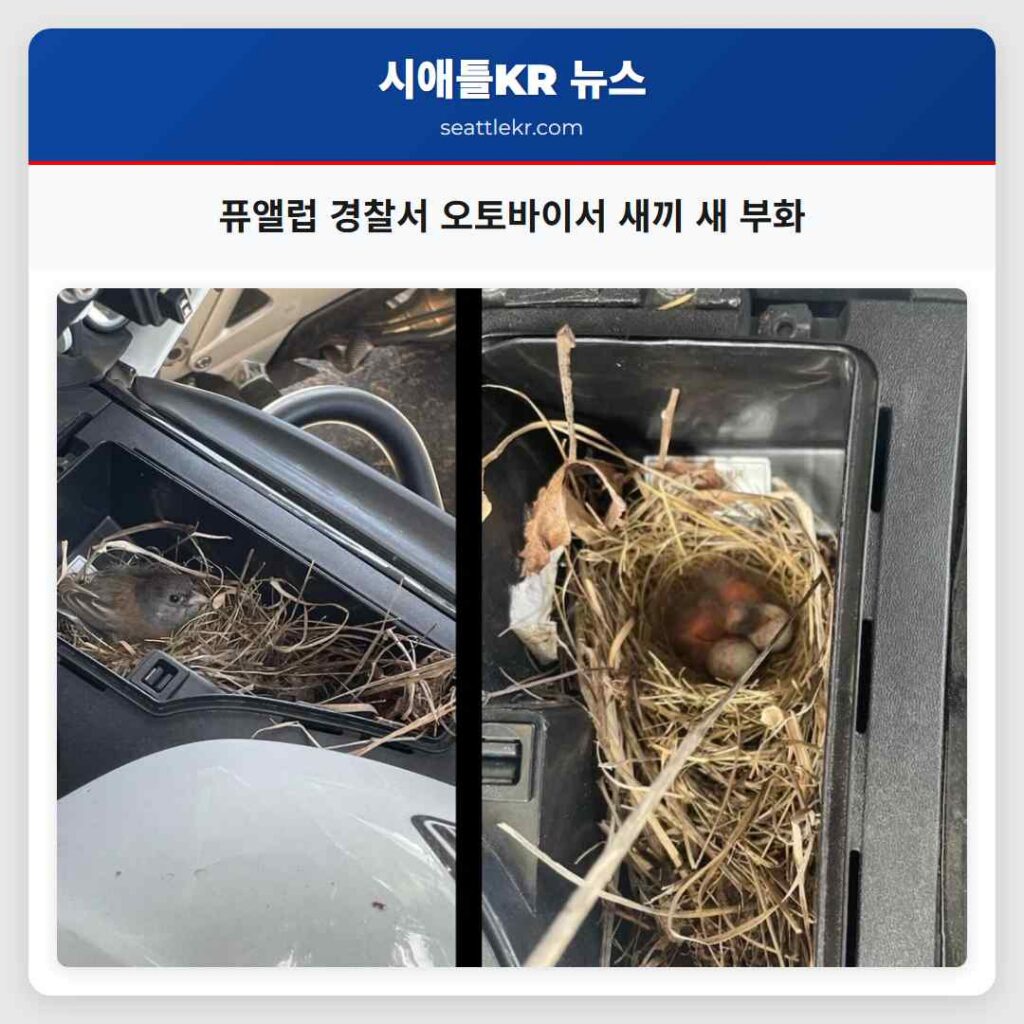 퓨앨럽 경찰서 오토바이서 새끼 새 부화