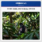 우드랜드 동물원 29년 만 콜обус 새끼 탄생