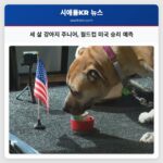 세 살 강아지 주니어 월드컵 미국 승리 예측
