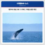밴쿠버 혹등고래 스키퍼 7개월 생존 확인
