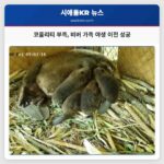 코울리티 부족 비버 가족 야생 이전 성공