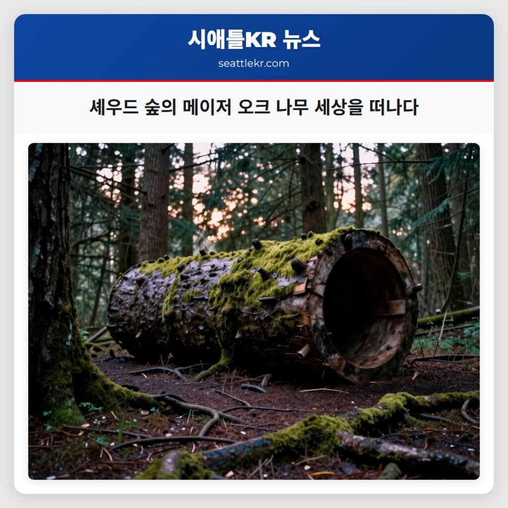 셰우드 숲의 메이저 오크 나무 세상을 떠나다