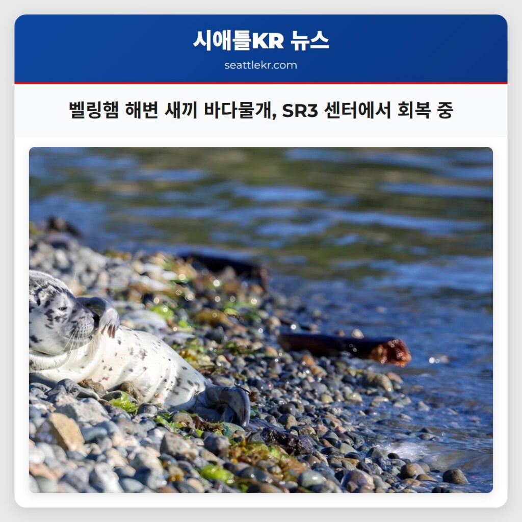 벨링햄 해변 새끼 바다물개, SR3 센터에서 회복 중