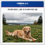 마이애미 말린스 실망 개 요나에게 희망 선물