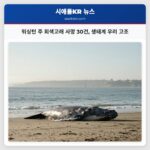 워싱턴 주 회색고래 사망 30건 생태계 우려 고조