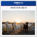 시택 공항 근처 염소 탈출 사건