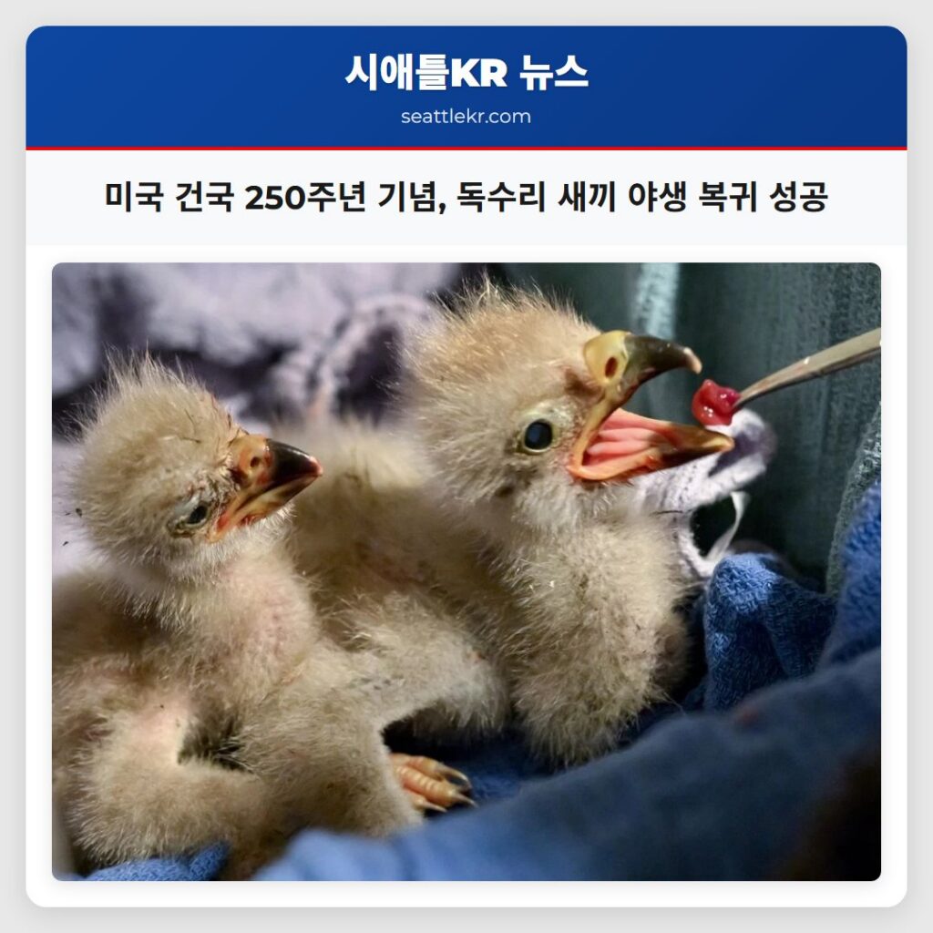 미국 건국 250주년 기념, 독수리 새끼 야생 복귀 성공