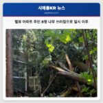 벨뷰 아파트 주민 8명 나무 쓰러짐으로 일시 이주