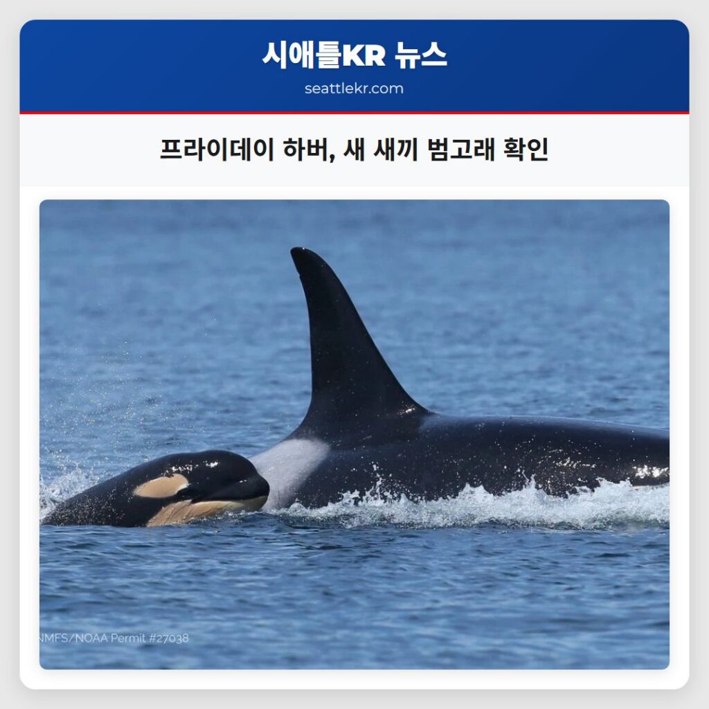 프라이데이 하버, 새 새끼 범고래 확인