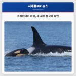 프라이데이 하버 새 새끼 범고래 확인