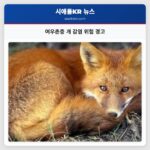여우촌충 개 감염 위험 경고