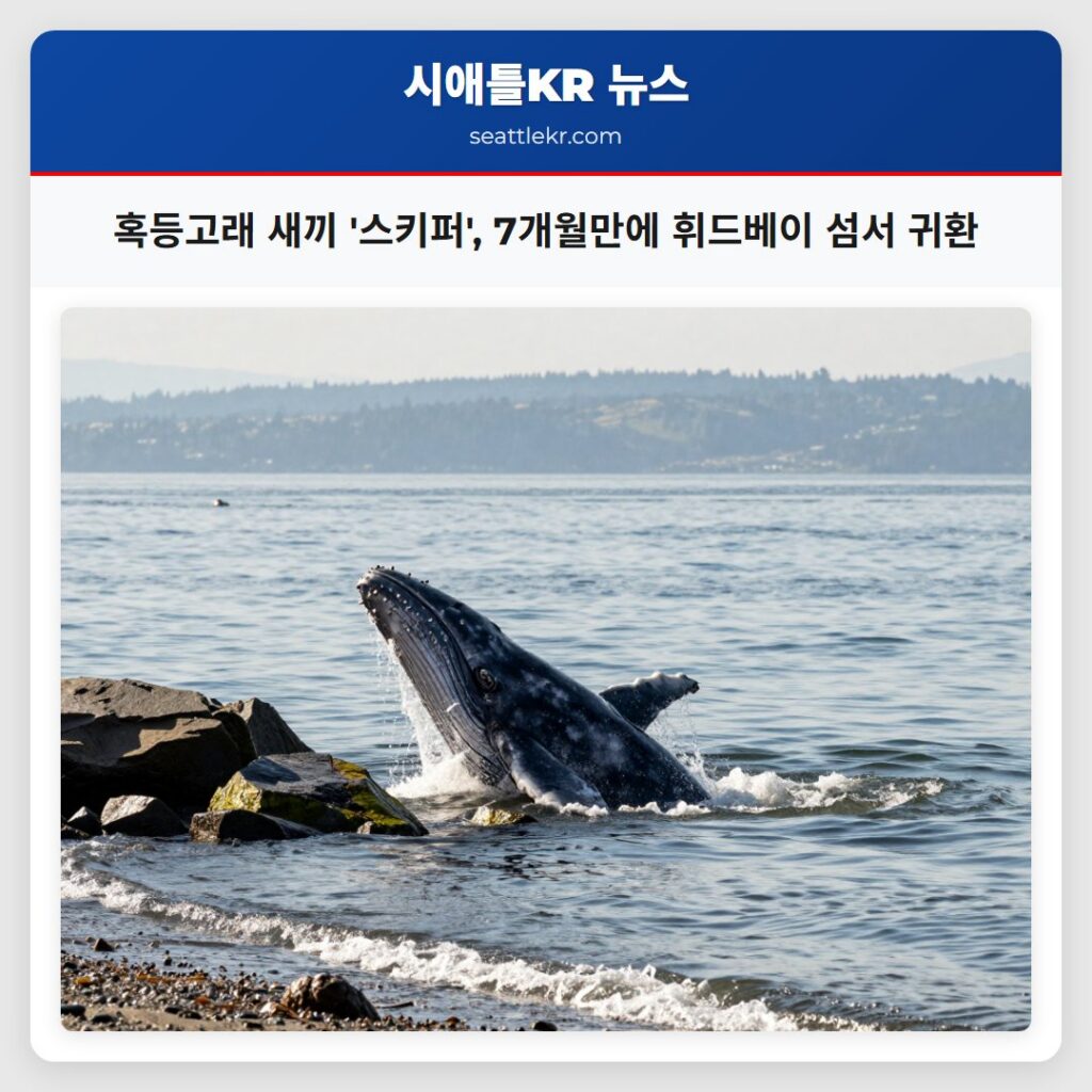 혹등고래 새끼 '스키퍼', 7개월만에 휘드베이 섬서 귀환