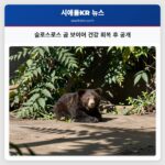 슬로스로스 곰 보이어 건강 회복 후 공개