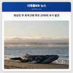워싱턴 주 회색고래 좌초 27마리 추가 발견
