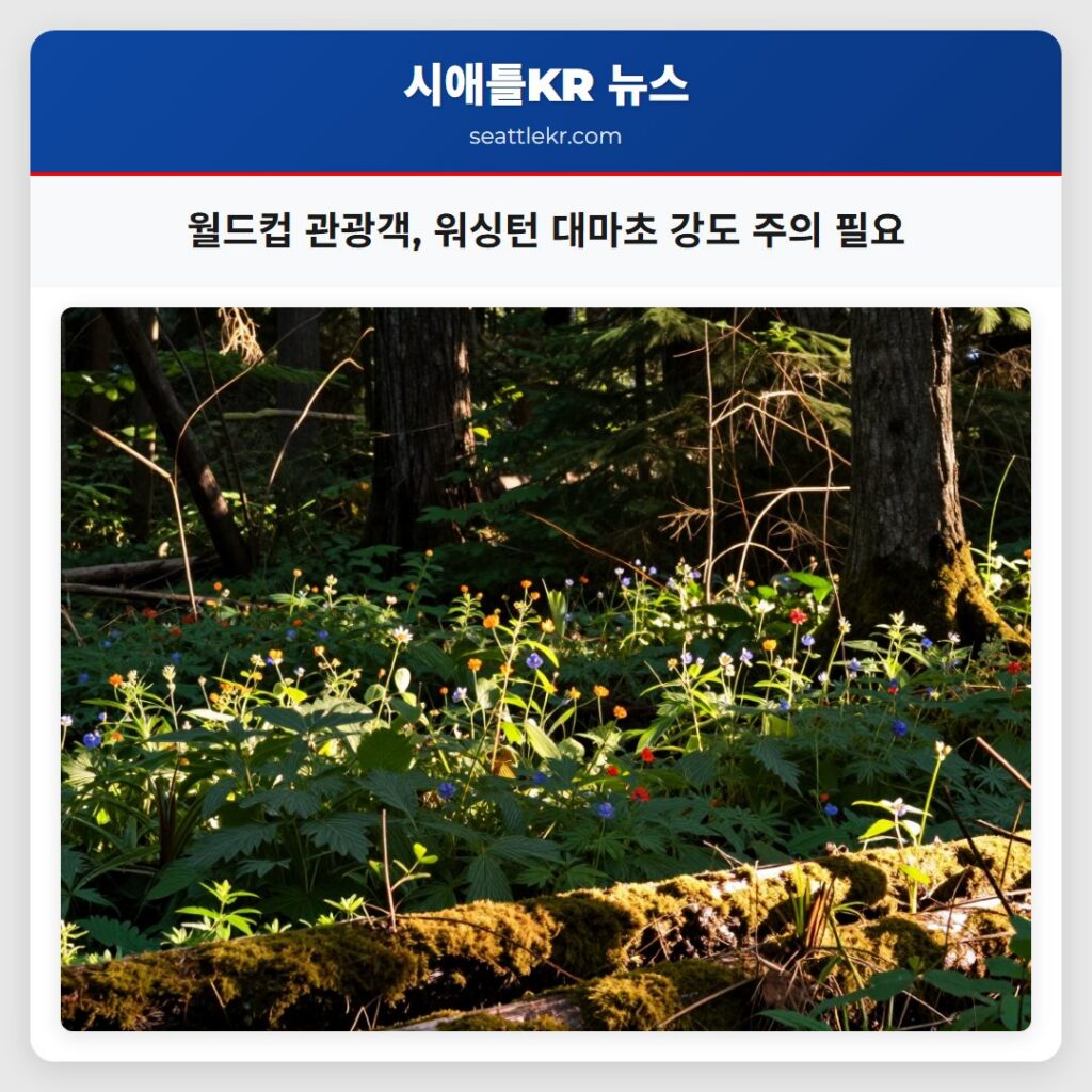 월드컵 관광객, 워싱턴 대마초 강도 주의 필요