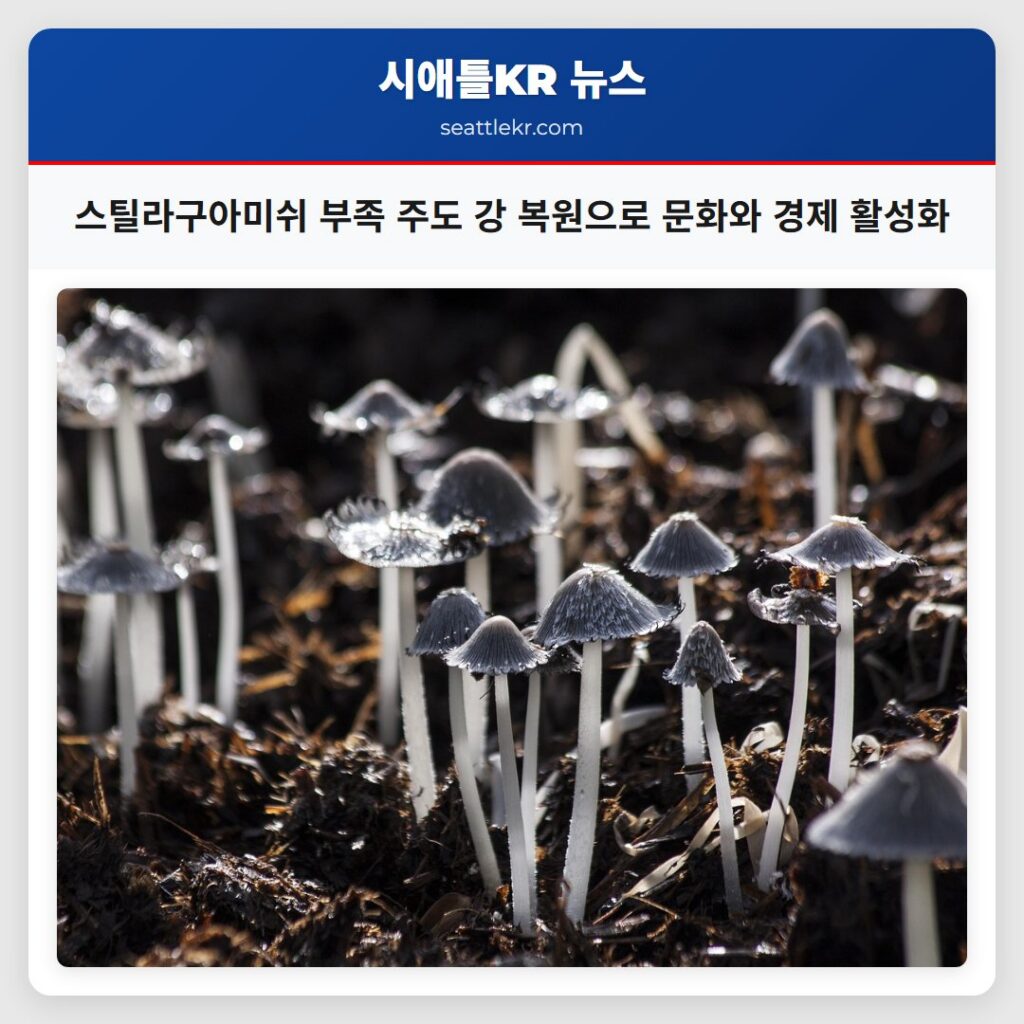 스틸라구아미쉬 부족 주도 강 복원으로 문화와 경제 활성화