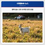 평택 염소 도주 추격전 안전 종결